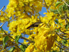 Chrysolampis mosquitus