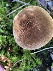 Suillus cavipes