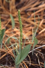 Malaxis macrostachya