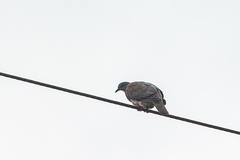 Patagioenas cayennensis