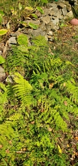 Dennstaedtia punctilobula