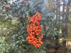 Ilex vomitoria