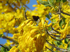 Chrysolampis mosquitus