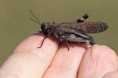 Psophus stridulus