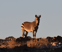 Equus zebra hartmannae