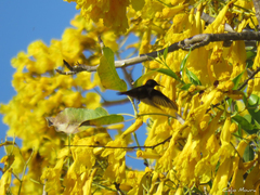 Chrysolampis mosquitus
