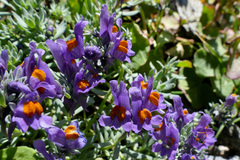 Linaria alpina