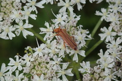 Oedemera podagrariae