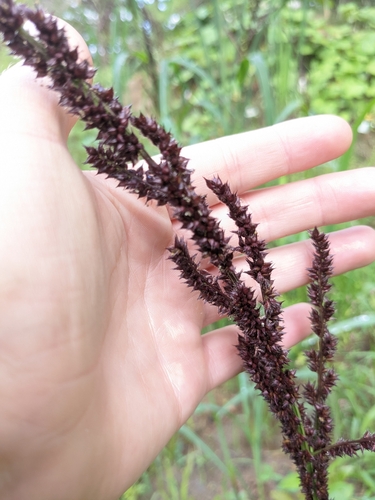 Image of Echinochloa muricata by (c) Alina Martin, some rights reserved (CC BY)