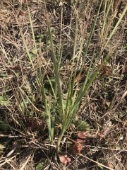 Thinopyrum obtusiflorum