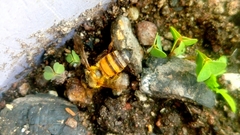 Apis mellifera