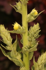 Verbascum speciosum