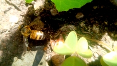 Apis mellifera