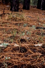 Malaxis macrostachya