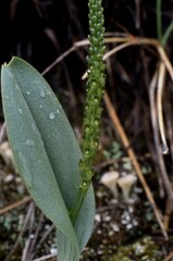 Malaxis macrostachya