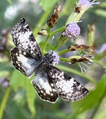 Chiomara georgina