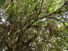 Ficus dendrocida
