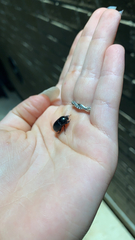 Pentodontini