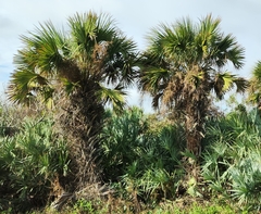 Coryphoideae