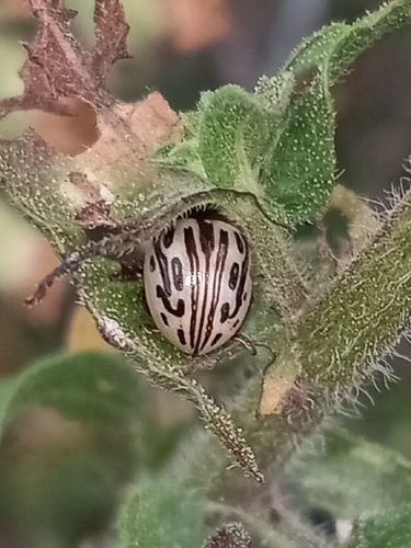 Camphorweed Chrysomelid photo 3