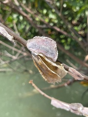 Isognomon alatus