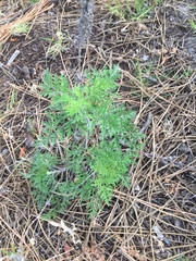 Ambrosia tenuifolia