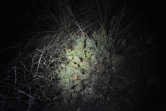 Opuntia × columbiana