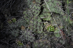 Opuntia × columbiana
