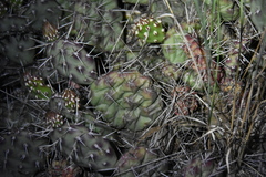Opuntia × columbiana