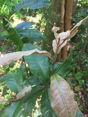 Aextoxicon punctatum