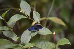 Pyrrhopyge