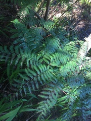 Lophosoria quadripinnata