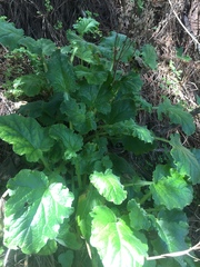 Francoa appendiculata
