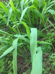 Crocosmia × crocosmiiflora