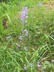 Hyacinthoides