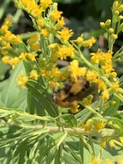 Melissodes dentiventris