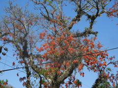 Erythrina falcata