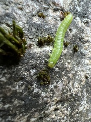 Tenthredinoidea