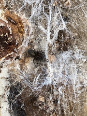 Amaurobius