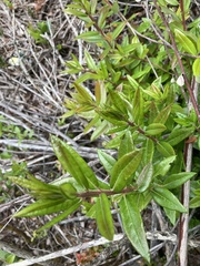 Rhododendron columbianum