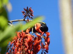 Cacicus chrysopterus