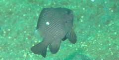 Dascyllus trimaculatus