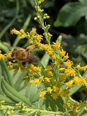 Melissodes dentiventris