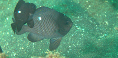 Dascyllus trimaculatus