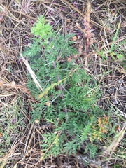 Ambrosia tenuifolia