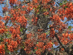 Erythrina falcata