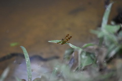 Perithemis thais
