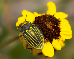 Geoborus rugipennis