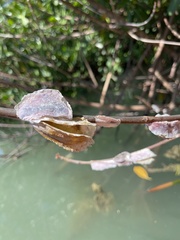Isognomon alatus