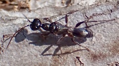 Ampulex canaliculata